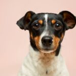 McArthurGlen Roubaix organiseert eerste editie van DOG’S DAYS
