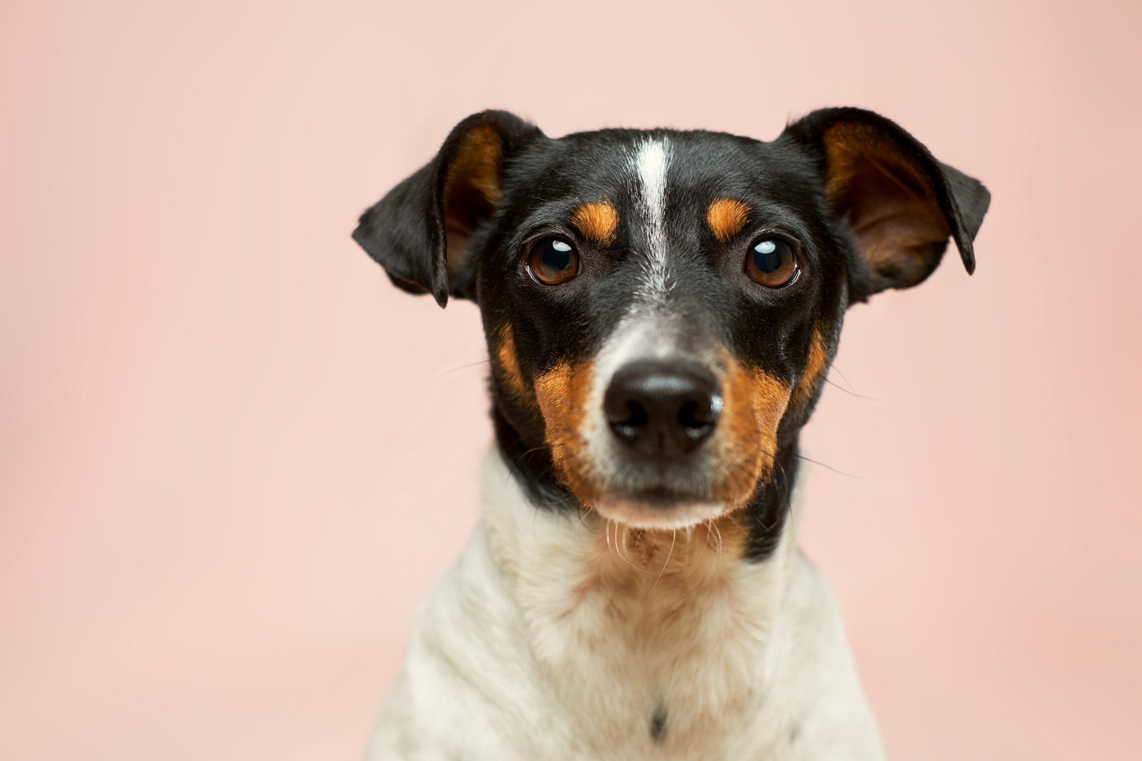 McArthurGlen Roubaix organiseert eerste editie van DOG’S DAYS